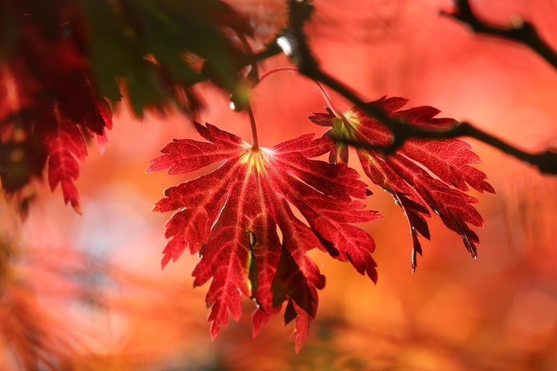 Fall favorites